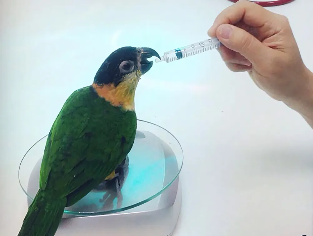 Veterinary hospital Госпиталь птиц ОРЛУША