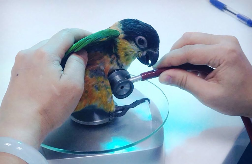 Veterinary auscultation of parrot