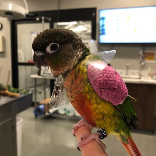 Veterinary hospital Госпиталь птиц ОРЛУША