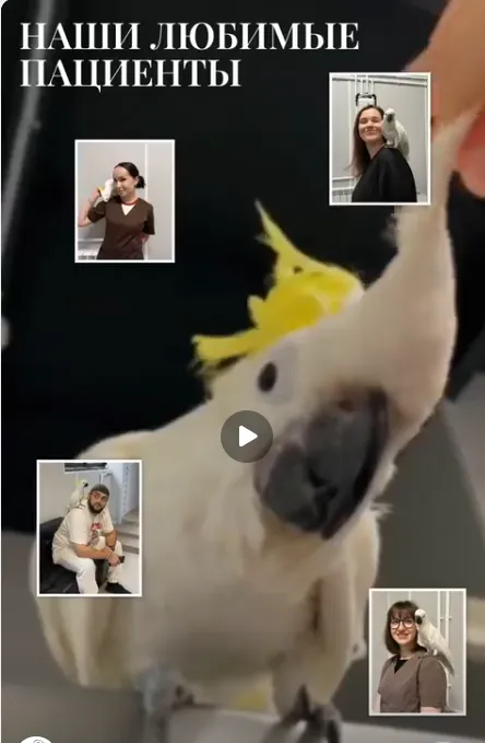 VK video